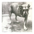 black and white three legged dog with yellow eyes