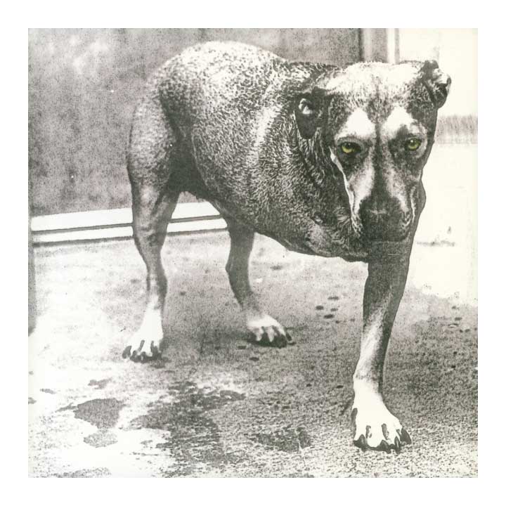 black and white three legged dog with yellow eyes