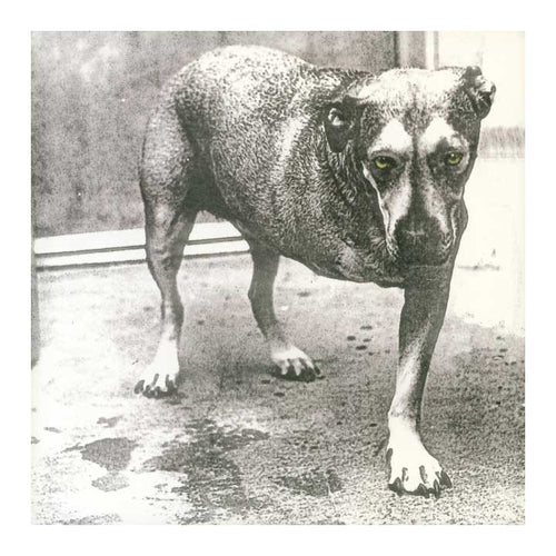 black and white three legged dog with yellow eyes