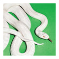 White snake on a green background. Deftones- Private Music album cover